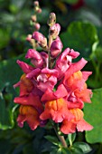 ANTIRRHINUM MAJUS LIBERTY BRONZE