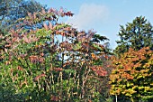 ARALIA ELATA, JAPANESE ANGELICA TREE & ACER SHIRASAWANUM