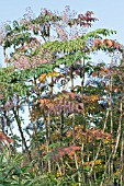 ARALIA ELATA, JAPANESE ANGELICA TREE, HARDY DECIDUOUS SMALL TREE, AUTUMN COLOUR & FRUIT, OCTOBER