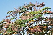 ARALIA ELATA, JAPANESE ANGELICA TREE, HARDY DECIDUOUS SMALL TREE, AUTUMN COLOUR & FRUIT, OCTOBER