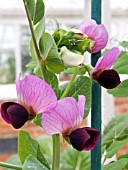 PEA KENT BLUE (PISUM SATIVUM) FLOWERS