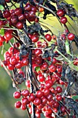 TAMUS COMMUNIS, BLACK BRYONY