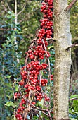 TAMUS COMMUNIS, BLACK BRYONY