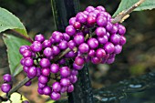 CALLICARPA BODINIERI PROFUSION