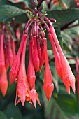 FUCHSIA THALIA