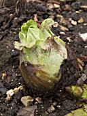 PETASITES ALBUS (BUTTERBUR)