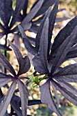 IPOMOEA BATATAS BLACKIE