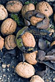 JUGLANS REGIA, COMMON WALNUT, FALLEN FRUIT, OCTOBER