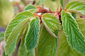 BEGONIA ULMIFOLIA, TENDER POT PLANT, OCTOBER