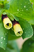 CERINTHE MAJOR