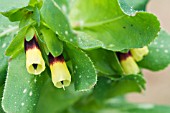 CERINTHE MAJOR