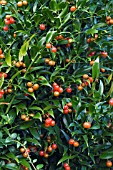 DANAE RACEMOSA, ALEXANDRIAN LAUREL, HARDY EVERGREEN SHRUB, AUTUMN FRUITS, OCTOBER