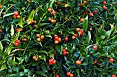 DANAE RACEMOSA, ALEXANDRIAN LAUREL, HARDY EVERGREEN SHRUB, AUTUMN FRUITS, OCTOBER