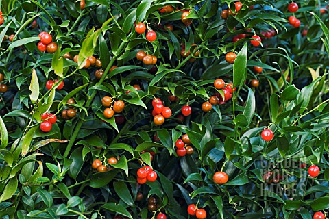 DANAE_RACEMOSA_ALEXANDRIAN_LAUREL_HARDY_EVERGREEN_SHRUB_AUTUMN_FRUITS_OCTOBER