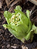 PETASITES ALBUS (BUTTERBUR)