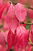 EUONYMUS ALATUS