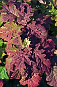 HYDRANGEA QUERCIFOLIA,