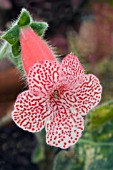 KOHLERIA SUNSHINE, TROPICAL POT PLANT, OCTOBER