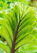 MELIANTHUS MAJOR, HONEY BUSH, TENDER SUB-SHRUB, OCTOBER