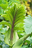 MELIANTHUS MAJOR, HONEY BUSH, TENDER SUB-SHRUB, OCTOBER