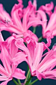 NERINE RUSHMERE