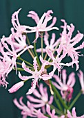 NERINE UNDULATA