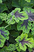 PELARGONIUM CHOCOLATE PEPPERMINT, SCENTED LEAVED TYPE, HERB, OCTOBER