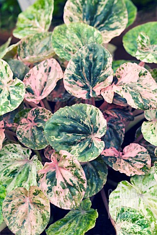 PEPEROMIA__CAPERATA_PINK_LADY_TENDER_POT_PLANT_OCTOBER
