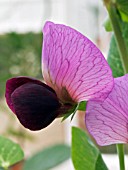 PEA KENT BLUE (PISUM SATIVUM) FLOWER