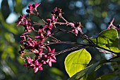 CLERODENDRON TRICHOTOMUM VAR FARGESII, HARDY SHRUB, AUTUMN FRUIT, NOVEMBER