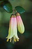 CORREA MARIANS MARVEL, EVERGREEN TENDER SHRUB