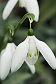 GALANTHUS REGINAE-OLGAE, AUTUMN FLOWERING SNOWDROP, EARLY NOVEMBER