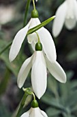 GALANTHUS REGINAE-OLGAE, AUTUMN FLOWERING SNOWDROP, EARLY NOVEMBER