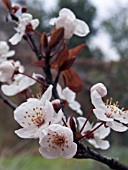 PRUNUS CERASIFERA PISSARDII (ORNAMENTAL PLUM)