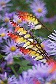 IPOMOEA LOBATA & ASTER X FRIKARTII MONCH