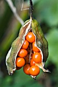 IRIS FOETIDISSIMA, STINKING IRIS, HARDY BULB, AUTUMN FRUITS, NOVEMBER