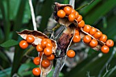 IRIS FOETIDISSIMA, STINKING IRIS, HARDY BULB, AUTUMN FRUITS, NOVEMBER