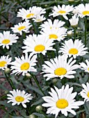 LEUCANTHEMUM X SUPERBA, HARDY PERENNIAL, SEPTEMBER