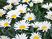 LEUCANTHEMUM X SUPERBA, HARDY PERENNIAL, SEPTEMBER