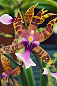 MILTONIA CLOWESII