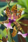 MILTONIA CLOWESII, TENDER ORCHID