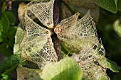 MOLUCCELLA LAEVIS, BELLS OF IRELAND, SHOWING NATURAL VIEN SKELETONISING OF CALYX