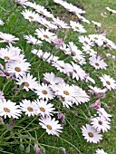 OSTEOSPERMUM  ECKLONIS