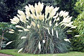 CORTADERIA SELLOANA, PAMPAS GRASS