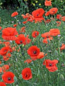 PAPAVER RHOEAS, NATIVE FIELD POPPY