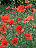 PAPAVER RHOEAS, NATIVE FIELD POPPY