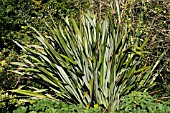 PHORMIUM TENAX, NEW ZEALAND FLAX