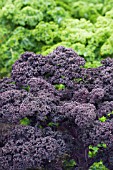 BRASSICA OLERACEA RED BOR WITH DARKIBOR IN BACKGROUND, CURLY KALE, WINTER VEGETABLE