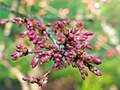 PRUNUS OKAME (ORNAMENTAL CHERRY)