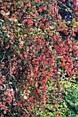 BERBERIS WILSONAE VAR. STAPFIANA, THORNY SHRUB